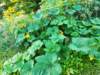 dji_20260905081518_0874_d_small.jpg
