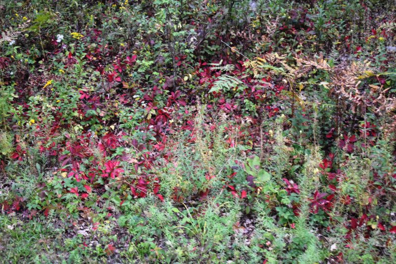 dsc_0465.jpg